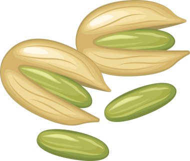 Pistachio fındık illüstrasyonu. Yiyecek, sağlıklı atıştırmalık.