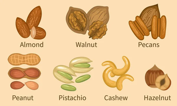 Illustration Nötter Användbart Mellanmål Valnötter Pekannötter Mandlar Jordnötter Pistaschmandlar Cashewnötter — Stock vektor