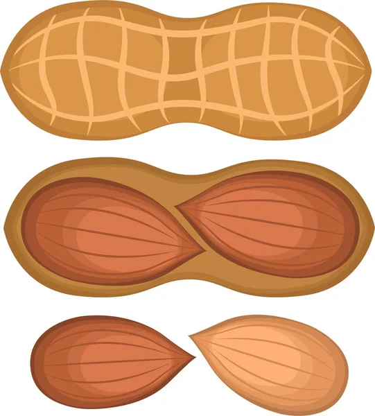 Illustrazione Noci Arachidi Cibo Spuntino Sano — Vettoriale Stock