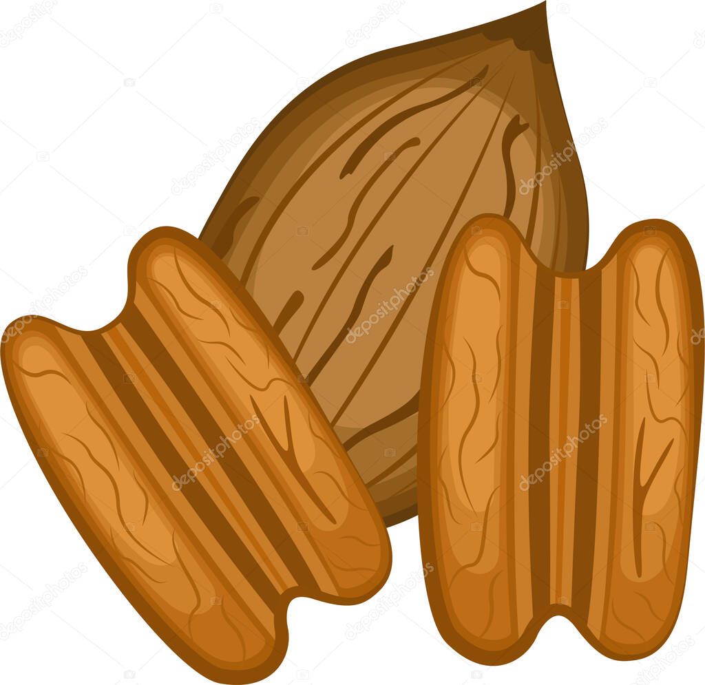 Pecan illustration. Food, healthy snack.