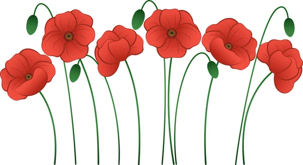 Illustration Von Roten Mohnblumen Natur Frühling — Stockvektor