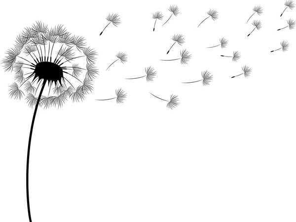Vector illustration of a dandelion with flying seeds. Black outline.