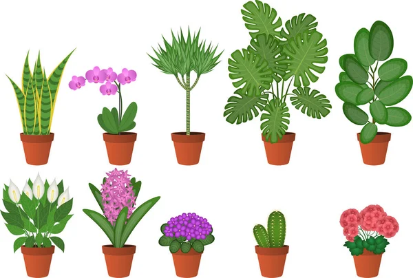 Conjunto Ilustração Vetorial Plantas Domésticas —  Vetores de Stock