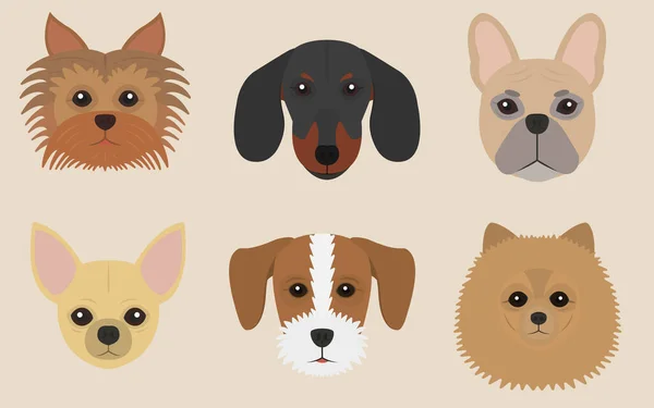 Küçük köpekler Yorkshire Teriyeri, dachshund, Fransız bulldog, chihuahua, Jack Russell Terrier, Spitz.