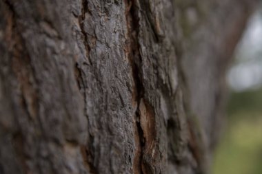 Ahşap desen, fotoğrafı kapat.
