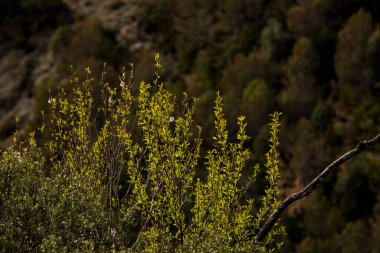 Ordesa ve Monte Perdido Ulusal Parkı, Pireneler, İspanya