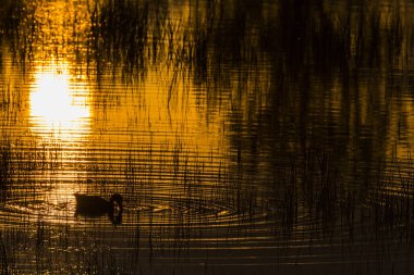 Mallard 'ın baharda Aiguamolls De L' Emporda Doğa Rezervi, İspanya.