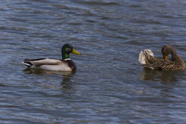 Mallard 'ın baharda Aiguamolls De L' Emporda Doğa Rezervi, İspanya.