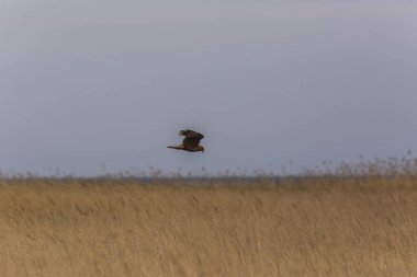 Aiguamolls De L 'Emporda Doğa Rezervi, İspanya' da Batı bataklık harkeri (Circus aeruginosus).