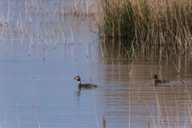 Aiguamolls de L 'Emporda Doğa Rezervi, İspanya.