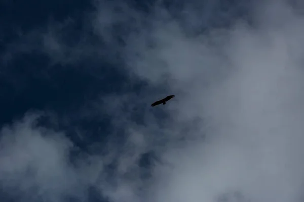 Penerbangan Vulture Ordesa Dan Taman Nasional Monte Perdido Pyrenees Spanyol — Stok Foto