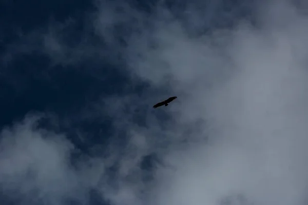 Vuelo Buitre Parque Nacional Ordesa Monte Perdido Pirineos España — Foto de Stock