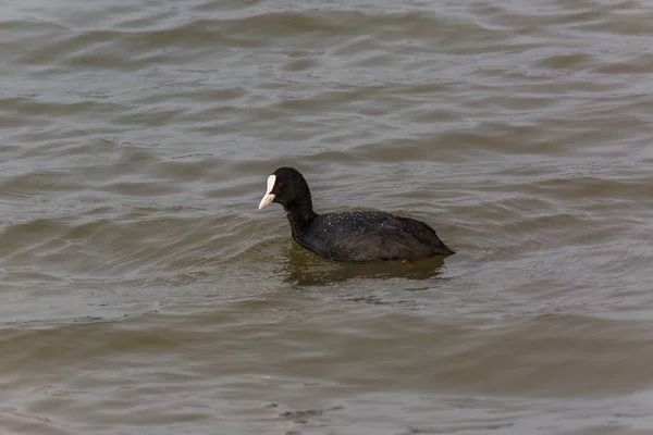 Coot Eurasiano Fulica Atra Aiguamolls Emporda Reserva Natural Espanha — Fotografia de Stock