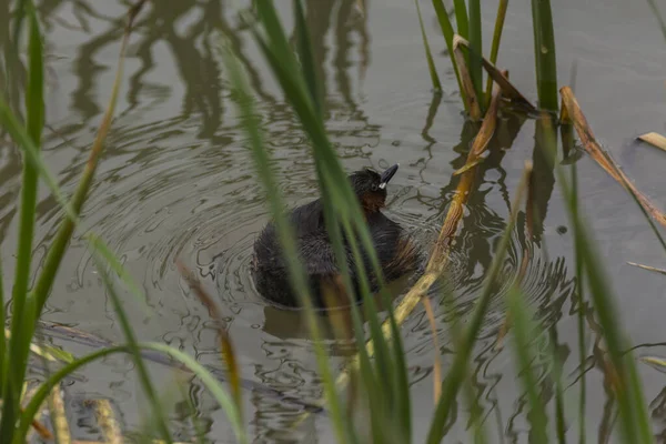 Euraziatische Koet Fulica Atra Aiguamolls Emporda Natuurreservaat Spanje — Stockfoto