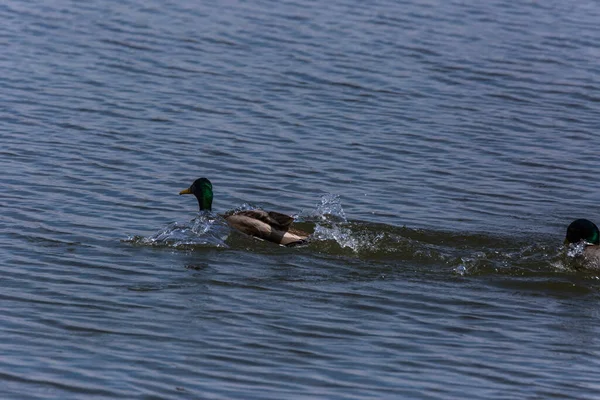 Mallard Primavera Reserva Natural Aiguamolls Emporda Espanha — Fotografia de Stock