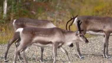 Geyik sahnesinin sonbaharda Laponya, Finlandiya 'da görülmesi