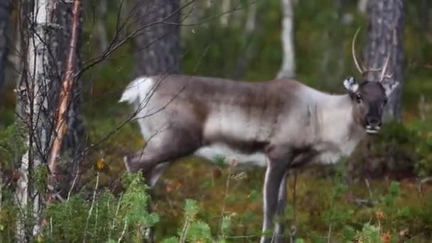 Scene Reindeers Autumn Lapland Finland — Stock Video