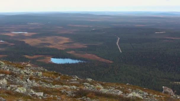 Rentiere Pallas Yllastunturi Nationalpark Finnland — Stockvideo