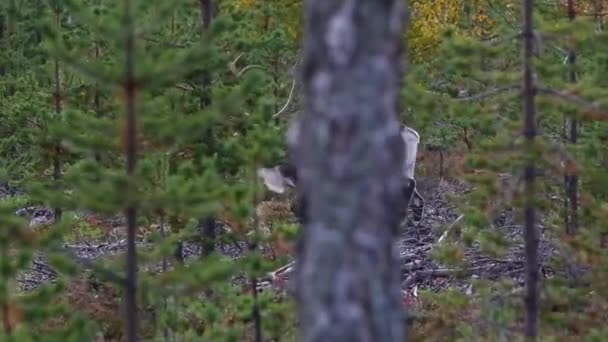 Scene Reindeers Autumn Lapland Finland — Stock Video