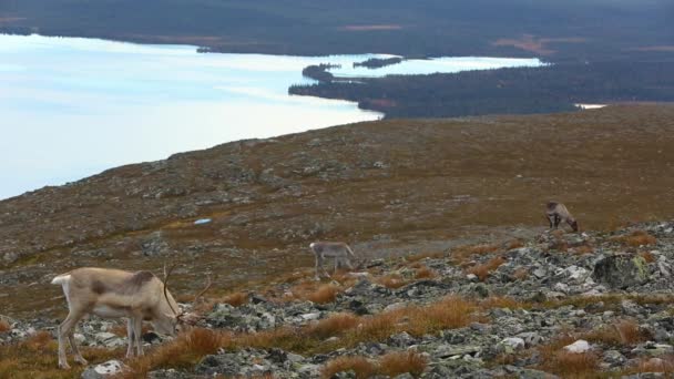 Reindeers Pallas Yllastunturi National Park Finland — Stock Video