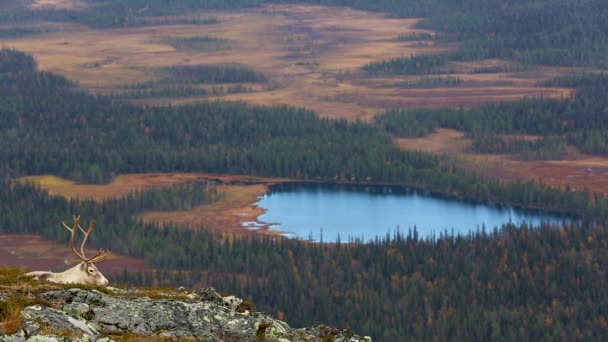 Renos Parque Nacional Pallas Yllastunturi Finlandia — Vídeos de Stock