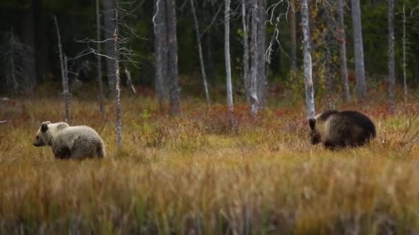 Καφέ Αρκούδα Στο Kuusamo Λαπωνία Φινλανδία — Αρχείο Βίντεο