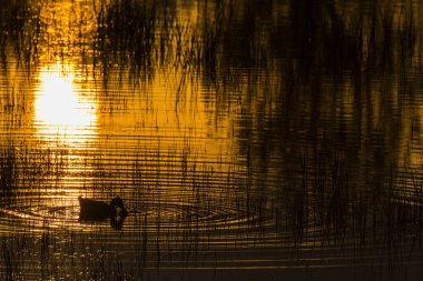 Mallard 'ın baharda Aiguamolls De L' Emporda Doğa Rezervi, İspanya.