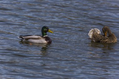 Mallard 'ın baharda Aiguamolls De L' Emporda Doğa Rezervi, İspanya.