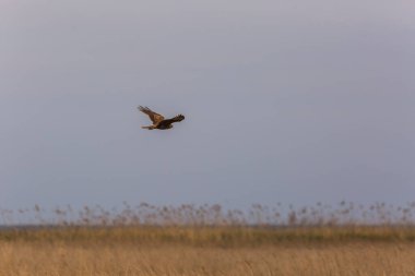 Aiguamolls De L 'Emporda Doğa Rezervi, İspanya' da Batı bataklık harkeri (Circus aeruginosus).