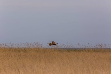 Aiguamolls De L 'Emporda Doğa Rezervi, İspanya' da Batı bataklık harkeri (Circus aeruginosus).