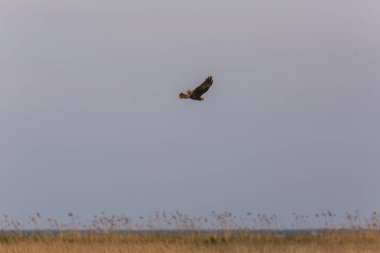 Aiguamolls De L 'Emporda Doğa Rezervi, İspanya' da Batı bataklık harkeri (Circus aeruginosus).