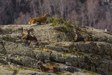 Mouflon ilkbaharda Capcir, Pyrenees, Fransa 'da