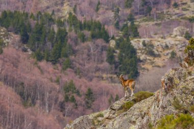 Mouflon ilkbaharda Capcir, Pyrenees, Fransa 'da