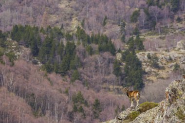 Mouflon ilkbaharda Capcir, Pyrenees, Fransa 'da