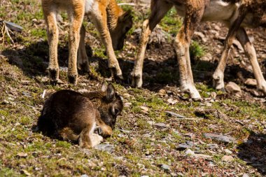 Mouflon ilkbaharda Capcir, Pyrenees, Fransa 'da