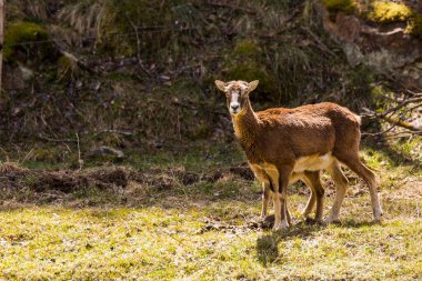 Mouflon ilkbaharda Capcir, Pyrenees, Fransa 'da