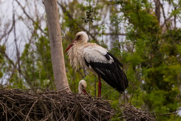 Storkar Våren Aiguamolls Emporda Naturreservat Spanien — Stockfoto