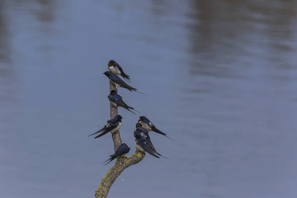 Celeiros Engole Aiguamolls Emporda Reserva Natural Girona Espanha — Fotografia de Stock