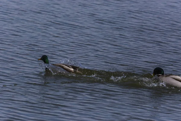 Mallard Wiosną Rezerwacie Przyrody Aiguamolls Emporda Hiszpania — Zdjęcie stockowe