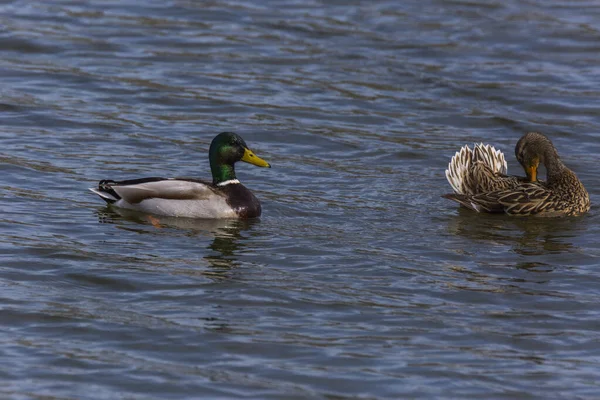 Mallard Wiosną Rezerwacie Przyrody Aiguamolls Emporda Hiszpania — Zdjęcie stockowe