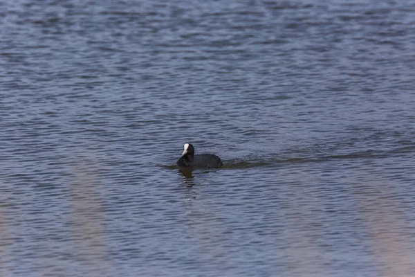 Kumbang Eurasia Fulica Atra Aiguamolls Cagar Alam Emporda Spanyol — Stok Foto