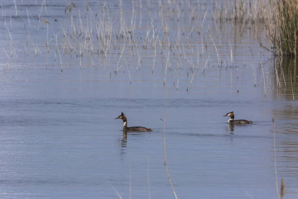 Grand Grèbe Crête Podiceps Cristatus Dans Réserve Naturelle Aiguamolls Emporda — Photo