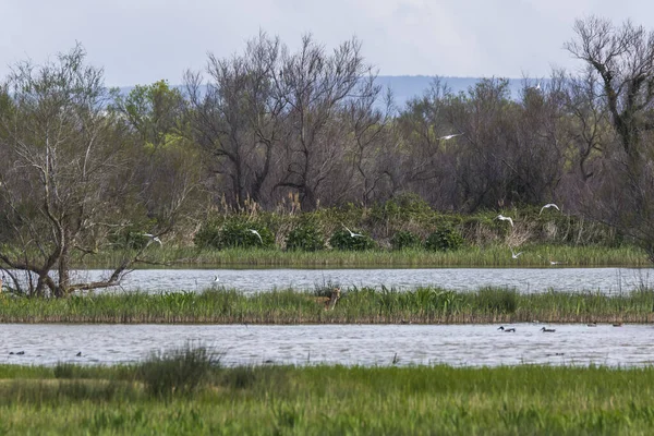 Mizející Jelen Přírodní Rezervaci Aiguamolls Emporda Španělsko — Stock fotografie