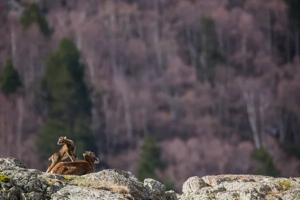 Mouflon Primavera Capcir Pirinéus Francia — Fotografia de Stock