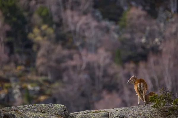 Mouflon Primavera Capcir Pirinéus Francia — Fotografia de Stock