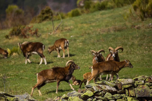 Mouflon Την Άνοιξη Στο Capcir Πυρηναία Γαλλία — Φωτογραφία Αρχείου