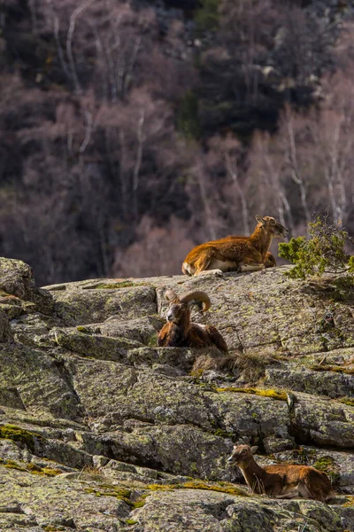 Mouflon Primavera Capcir Pirinéus Francia — Fotografia de Stock