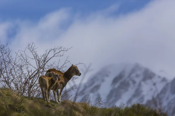 Mouflon Keväällä Capcir Pyreneiden Ranska — kuvapankkivalokuva