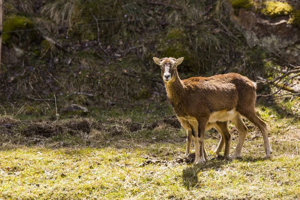 Mouflon Printemps Capcir Pyrénées France — Photo