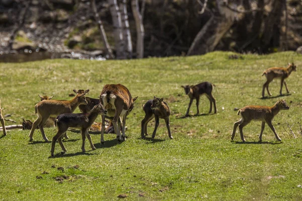 Mouflon Primăvara Capcir Pirinei Franța — Fotografie, imagine de stoc